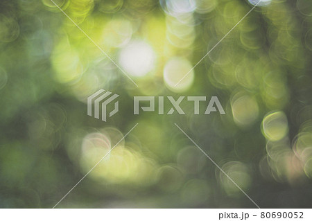 Nature green leaves on blurred greenery tree background and sunlight bokeh 80690052