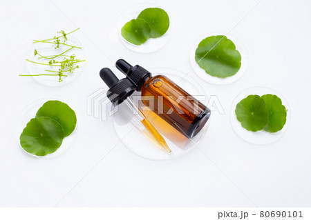 Essential oil with fresh green centella asiatica leaves in petri dishes on white background. 80690101