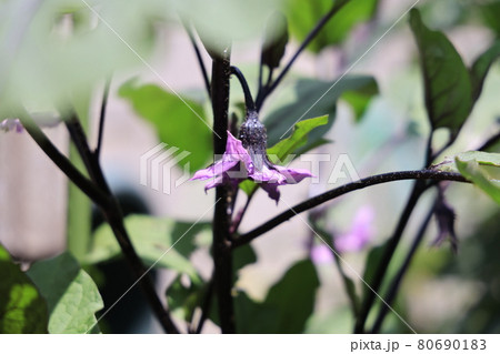 家庭菜園の茄子の花 80690183