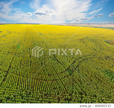 Sunflower field taken from height during day 80690535