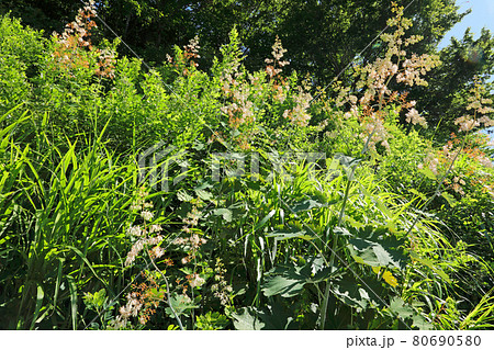 盛夏の草原に群生するタケニグサの花－六十里越峠開道記念碑から　福島県只見町 80690580