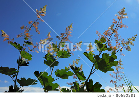 盛夏の青空に映えるタケニグサの花－六十里越峠開道記念碑から　福島県只見町 80690581