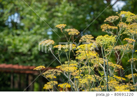 フェンネルの花 80691220
