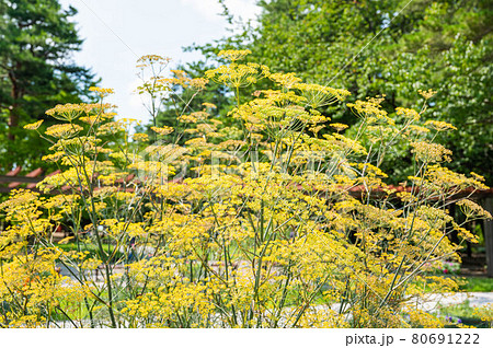 フェンネルの花の写真素材