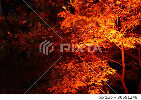 紅葉 80691249