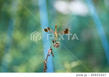 トンボ【ミヤマアカネ】の逆立ち トンボ【ミヤマアカネ】の逆立ち 80691607