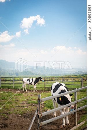 初夏の晴天下水場に集う牛 山梨県北杜市清里 初夏の晴天下水場に集う牛 山梨県北杜市清里 80691693
