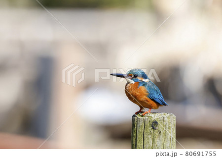 カワセミ カワセミ 80691755