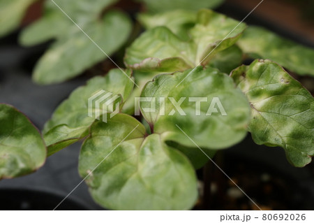 発芽したアサガオ 80692026