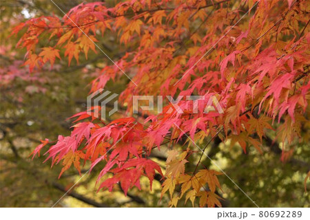 紅葉と言えばやはり紅葉ですね、真っ赤に色づいた美しさに感動。 80692289