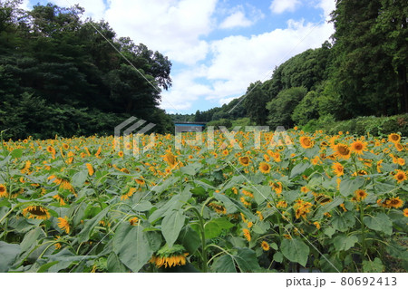 ひまわり畑 夏イメージ ひまわり畑 夏イメージ 80692413