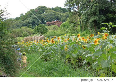 ひまわり畑 夏イメージ ひまわり畑 夏イメージ 80692417