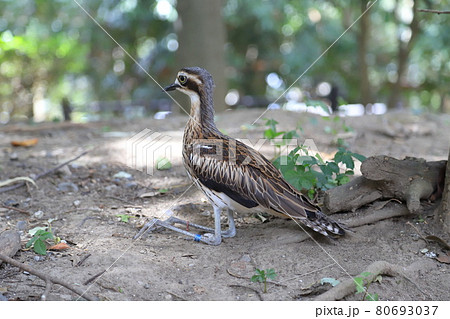 キャンベルタウン野鳥の森 オーストラリアイシチドリ キャンベルタウン野鳥の森 オーストラリアイシチドリ 80693037