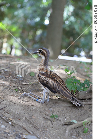 キャンベルタウン野鳥の森　オーストラリアイシチドリ　 80693038