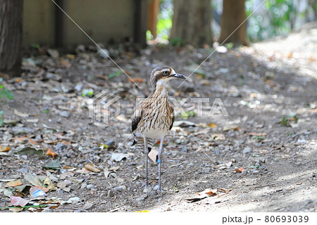 キャンベルタウン野鳥の森　オーストラリアイシチドリ　 80693039