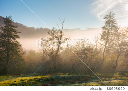 countryside scenery at sunrise. fog glowing in morning light above the forest on the grassy meadow. magical autumn landscape in mountains beneath a blue sky with clouds countryside scenery at sunrise. fog glowing in morning light above the forest on the grassy meadow. magical autumn landscape in mountains beneath a blue sky with clouds 80693090