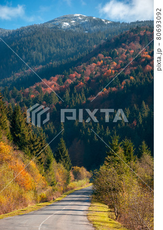 countryside road in mountains. beautiful autumn landscape on a bright sunny morning. trees in colorful foliage along the way. fluffy clouds on the sky above the distant peak. travel back country countryside road in mountains. beautiful autumn landscape on a bright sunny morning. trees in colorful foliage along the way. fluffy clouds on the sky above the distant peak. travel back country 80693092