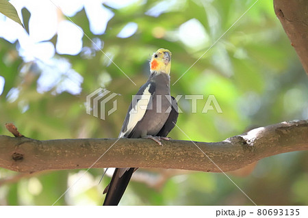 キャンベルタウン野鳥の森 オカメインコ  キャンベルタウン野鳥の森 オカメインコ  80693135