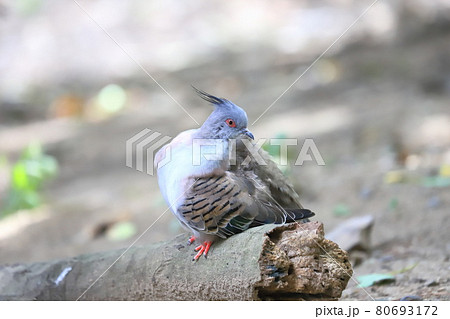 キャンベルタウン野鳥の森　レンジャクバト　 80693172