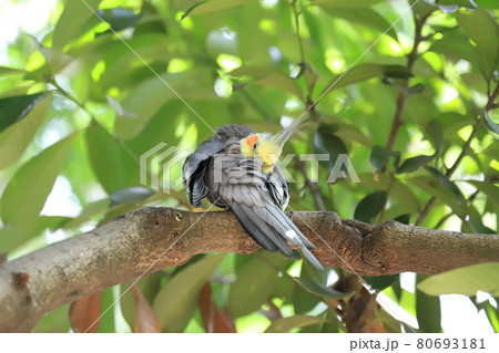 キャンベルタウン野鳥の森　オカメインコ　 80693181
