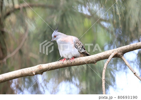 キャンベルタウン野鳥の森　レンジャクバト　 80693190