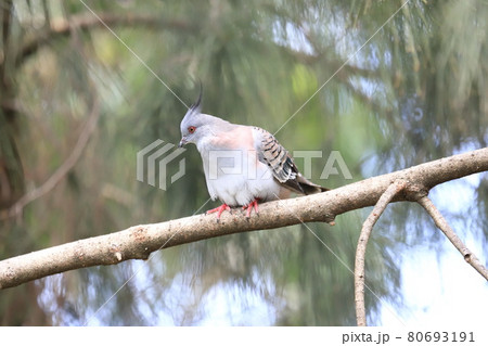 キャンベルタウン野鳥の森 レンジャクバト キャンベルタウン野鳥の森 レンジャクバト 80693191
