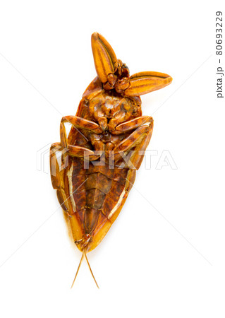 Dead dried cockroach isolated on white 80693229