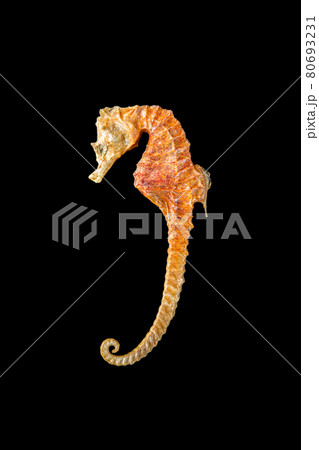 Dried seahorse skeleton on a black background 80693231