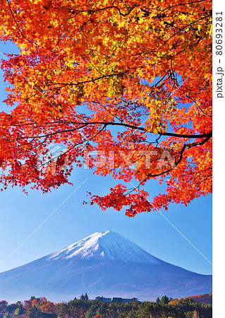秋の青空と紅葉 そして富士山の写真素材