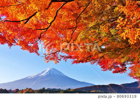 秋の青空と紅葉　そして富士山 80693319