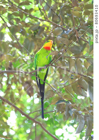 キャンベルタウン野鳥の森 ミカヅキインコ キャンベルタウン野鳥の森 ミカヅキインコ 80693410
