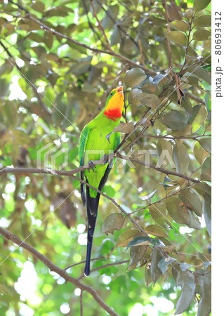 キャンベルタウン野鳥の森 ミカヅキインコ キャンベルタウン野鳥の森 ミカヅキインコ 80693412