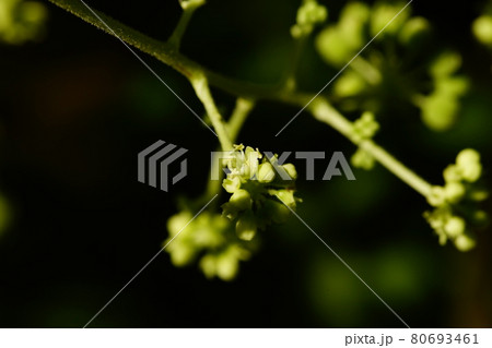 楤木(たらのき)の花 80693461