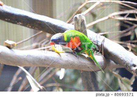 キャンベルタウン野鳥の森　ゴシキセイガイインコ 80693571