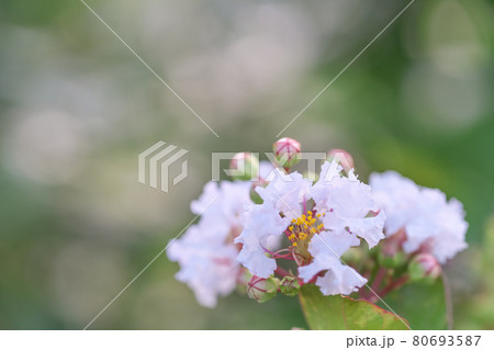 キラキラの中に咲く白い花 サルスベリ の写真素材