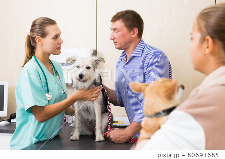 Woman vet examines a dog in clinic Woman vet examines a dog in clinic 80693685
