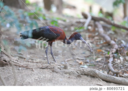 キャンベルタウン野鳥の森　ブロンズトキ 80693721