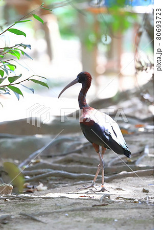 キャンベルタウン野鳥の森　ブロンズトキ 80693723