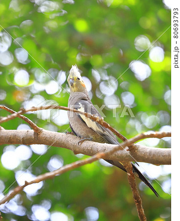 キャンベルタウン野鳥の森 オカメインコ キャンベルタウン野鳥の森 オカメインコ 80693793