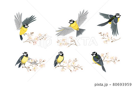 Tit Bird with Black Head and White Cheeks Flying and Sitting on Apple Blossom Branch Vector Set Tit Bird with Black Head and White Cheeks Flying and Sitting on Apple Blossom Branch Vector Set 80693959