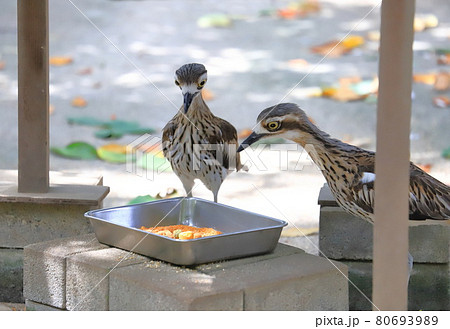 キャンベルタウン野鳥の森　オーストラリアイシチドリ 　 80693989
