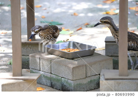 キャンベルタウン野鳥の森　オーストラリアイシチドリ 　 80693990
