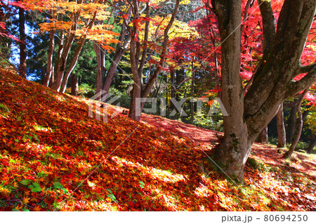土津神社の紅葉(福島県・猪苗代町) 土津神社の紅葉(福島県・猪苗代町) 80694250