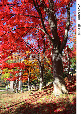土津神社の紅葉(福島県・猪苗代町) 土津神社の紅葉(福島県・猪苗代町) 80694252