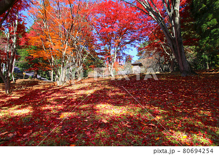 土津神社の紅葉(福島県・猪苗代町) 土津神社の紅葉(福島県・猪苗代町) 80694254