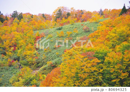 青森県　酸ヶ湯温泉周辺の紅葉 80694325