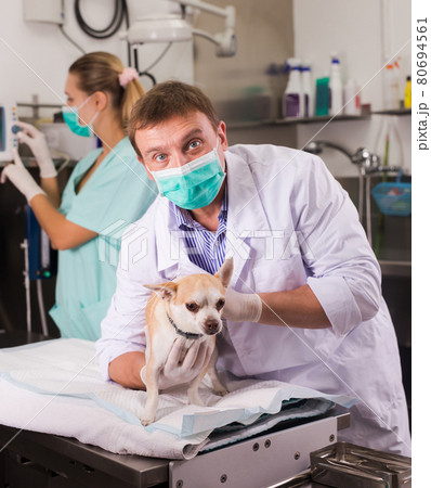 Dog undergoing surgery at vets 80694561