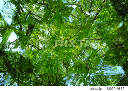 夏の公園の風景（テレイドスコープ） 80694635