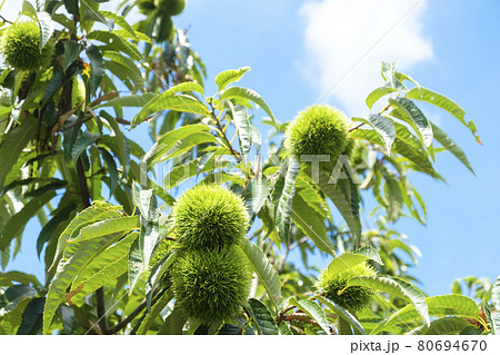 青栗の栗畑と夏の青空 80694670