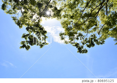 夏空に浮かぶ森の木々 80695125